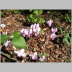 007 wild cyclamens.jpg